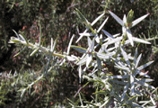 Juniperus oxycedrus