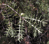 Juniperus oxycedrus