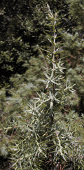 Juniperus oxycedrus