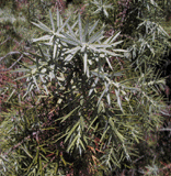 Juniperus oxycedrus