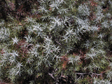 Juniperus oxycedrus