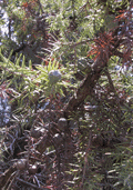 Juniperus oxycedrus