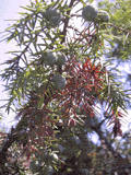 Juniperus oxycedrus