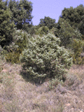 Juniperus oxycedrus