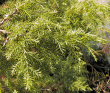 Juniperus procera