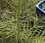 Keteleeria davidiana