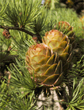 Larix decidua