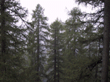 Larix decidua