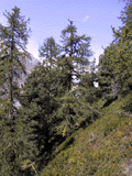 Larix decidua