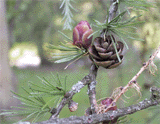 Larix laricina