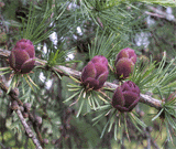 Larix laricina