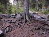 Picea abies