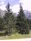 Picea alpestris