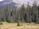 Picea alpestris