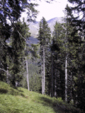 Picea alpestris