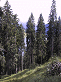 Picea alpestris