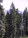 Picea alpestris