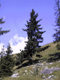 Picea alpestris