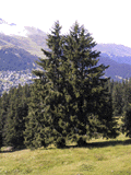 Picea abies