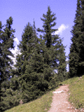 Picea alpestris