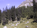 Picea alpestris