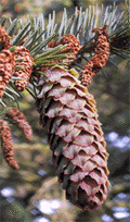 Picea bicolor