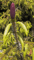 Picea brachytyla