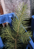 Picea chihuahuana