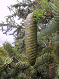 Picea asperata