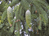 Picea koyamae