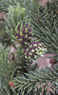 Picea koyamae