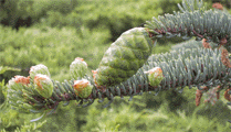 Picea koyamae