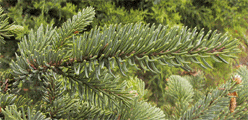 Picea koyamae