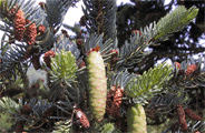 Picea glauca