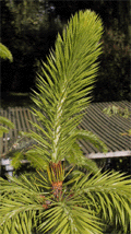 Picea martinezii