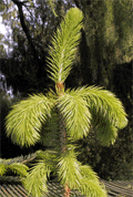 Picea martinezii
