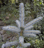 Picea mexicana