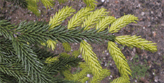 Picea orientalis