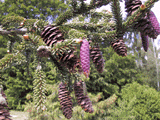 Picea orientalis
