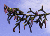Picea orientalis