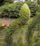 Picea torano (polita)