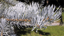 Picea pungens