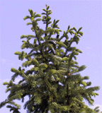 Picea schrenkiana