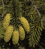 Picea sitchensis