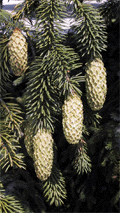 Picea sitchensis