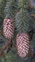 Picea sitchensis