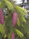 Picea smithiana
