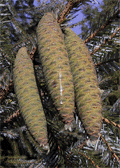 Picea species
