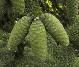 Picea wilsonii