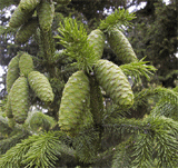 Picea wilsonii